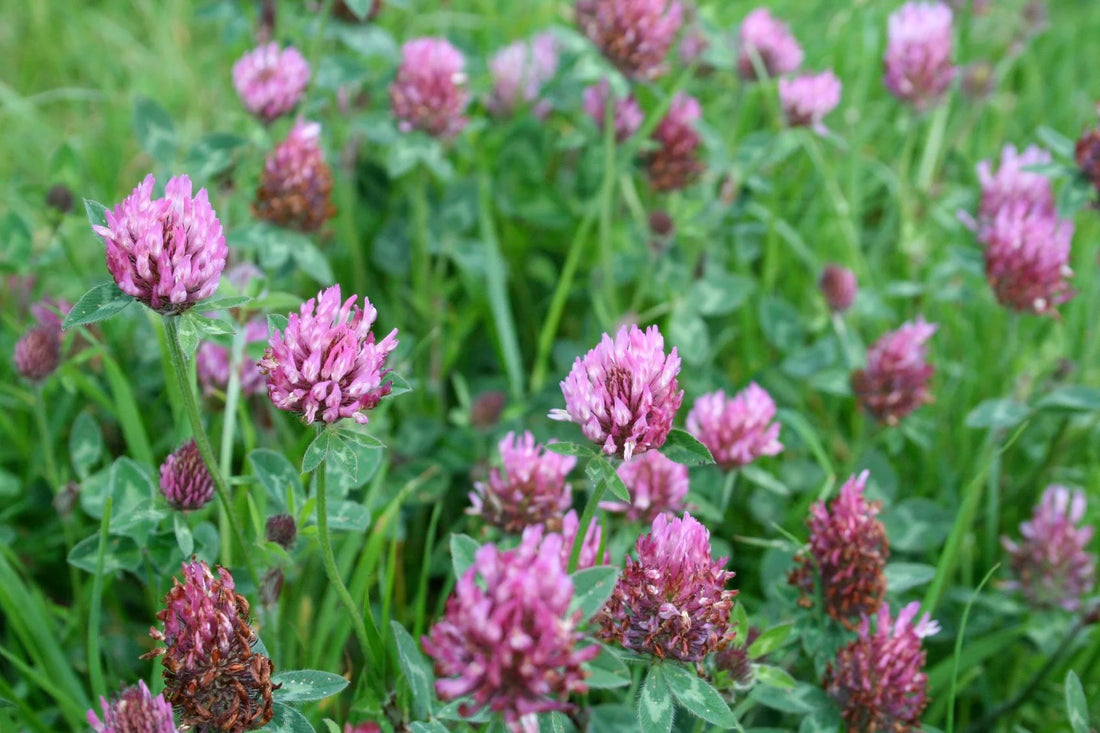Red Clover: The Triple Goddess Of The Plant Queendom